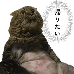 [LINEスタンプ] はっちゃんと愉快な仲間たち