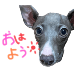 [LINEスタンプ] イタグレ日常生活