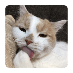 [LINEスタンプ] でぷねこのポヨ