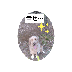 [LINEスタンプ] ゴールデンレトリバーのエイト君
