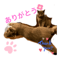 [LINEスタンプ] キキ☆ジジ