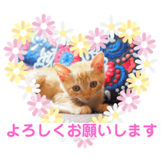 [LINEスタンプ] 茶トラの姫