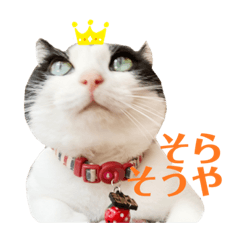 [LINEスタンプ] 黒白はちわれきんとん2