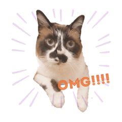 [LINEスタンプ] 毛むくじゃらな僕の日常：my name is TANUU