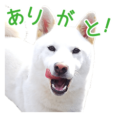 [LINEスタンプ] 白い柴犬スタンプ