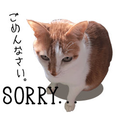 [LINEスタンプ] うちのチャビさん2.1