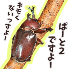 [LINEスタンプ] 我が家のカブトムシさん part2