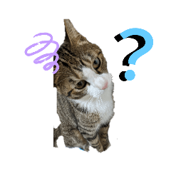 [LINEスタンプ] 猫のチロ2