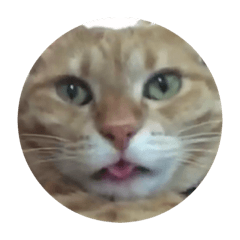 [LINEスタンプ] 猫のうにくん、その2