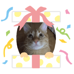 [LINEスタンプ] 猫のうにくん3