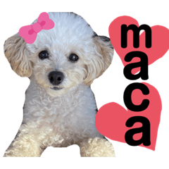 [LINEスタンプ] 愛犬プードル マカちゃんスタンプ