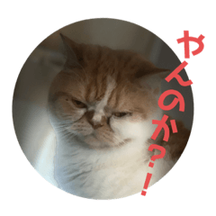[LINEスタンプ] ポコチンズ①