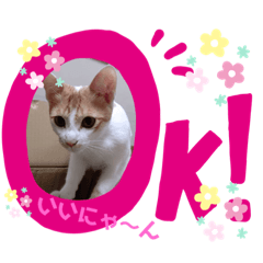 [LINEスタンプ] 茶トラ らんらん