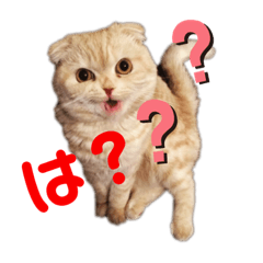 [LINEスタンプ] スコのプアちゃん
