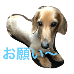 [LINEスタンプ] マロンの日常ぉぉぉ！！！