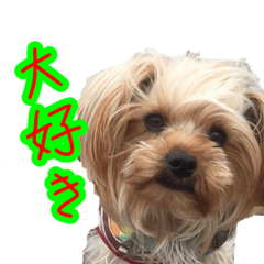 [LINEスタンプ] 可愛い仔犬愛