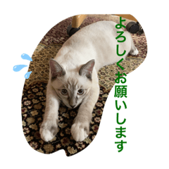 [LINEスタンプ] ネコたちの可愛い返事シリーズその1