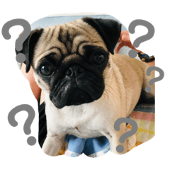 [LINEスタンプ] パグのそらまめくん写真版パート1