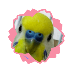 [LINEスタンプ] インコのうーちゃんスタンプ2