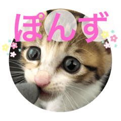 [LINEスタンプ] かわいいぽんず♡