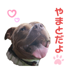 [LINEスタンプ] 大和だよパート1