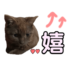 [LINEスタンプ] みみ♡ちょこ  ②