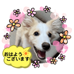 [LINEスタンプ] ボーダーコリー  ソラスタンプ