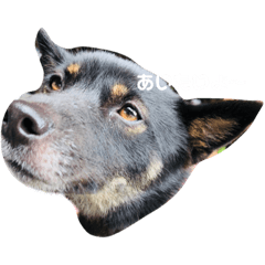 [LINEスタンプ] ヌヌちゃん