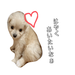 [LINEスタンプ] 愛犬シュシュくん♡