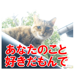 [LINEスタンプ] 三河弁猫