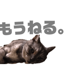 [LINEスタンプ] 前川さんちの猫(日常編)