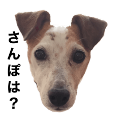 [LINEスタンプ] ジャックラッセルテリアのりく