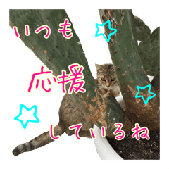 [LINEスタンプ] イタリア猫のいたわり言葉（日本語）