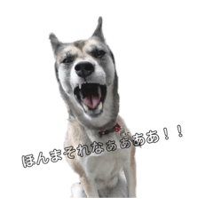 [LINEスタンプ] 愛犬ちゃんシリーズ