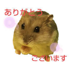 [LINEスタンプ] ジャンガリアンのマロンくん