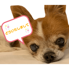 [LINEスタンプ] りょうたま＆みみたまのすたんぷ
