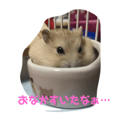[LINEスタンプ] ハムちゃん‘S2