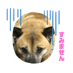[LINEスタンプ] 小梅のほのぼの日常no3