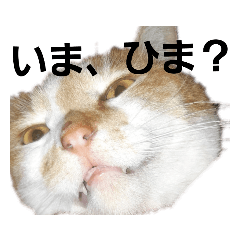 [LINEスタンプ] にゃーたとちび
