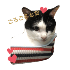 [LINEスタンプ] ゴロくんスタンプ2