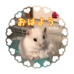 [LINEスタンプ] ゆっきーポンちょ