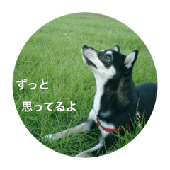 [LINEスタンプ] 豆柴コロのスタンプ2
