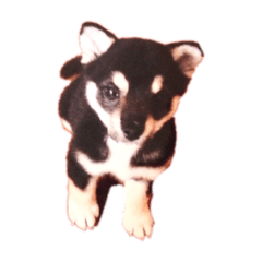[LINEスタンプ] 豆柴コロのスタンプ