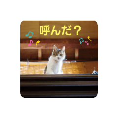 [LINEスタンプ] 可愛い猫ちゃん達のスタンプ