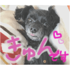 [LINEスタンプ] マロンしか勝たん！
