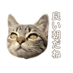[LINEスタンプ] のりまき と そらまめ