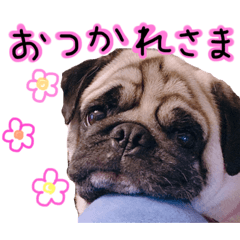 [LINEスタンプ] パグのまめぞうくん2