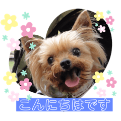[LINEスタンプ] モコてぃんとカイ君