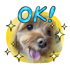 [LINEスタンプ] ロンくんの日常 スタンプ