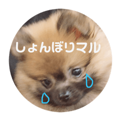 [LINEスタンプ] 茶々マル